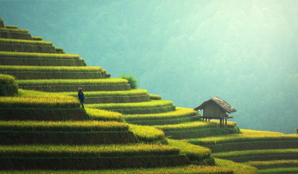 agriculture 1807581 1920